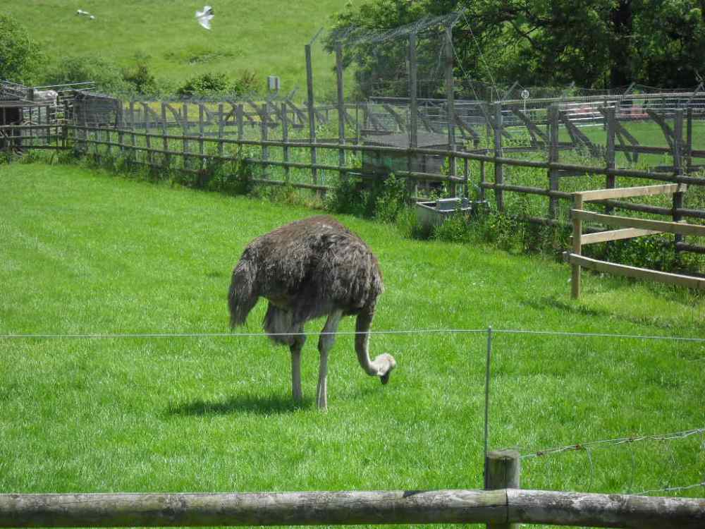 Ostrich Farm Derbshire